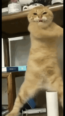 跟着圆头耄耋学跳舞，是日本美少女成为神人的必修课