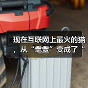现在互联网上最火的猫，从“耄耋”变成了“萝卜纸巾猫”（图3）