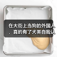 在大街上当狗的外国人,真的有了犬类自我认同?(图3) 在大街上当狗的外国人,真的有了犬类自我认同?(图3)