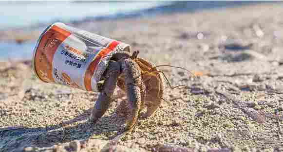 《蟹蟹寻宝奇遇》评测:看一眼就会痛风