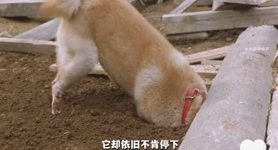 抖音TVapp最新版本 抖音TVapp最新版本